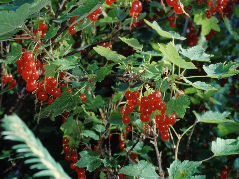 Specie interessanti dalla Lapponia